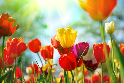 tulips