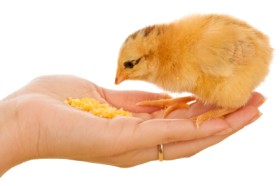 chick-feeding