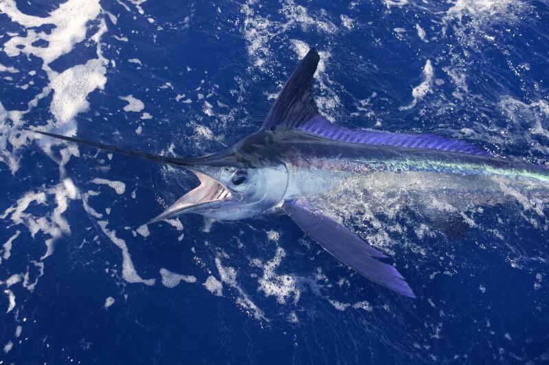 Marlin fisherman Gold Coast